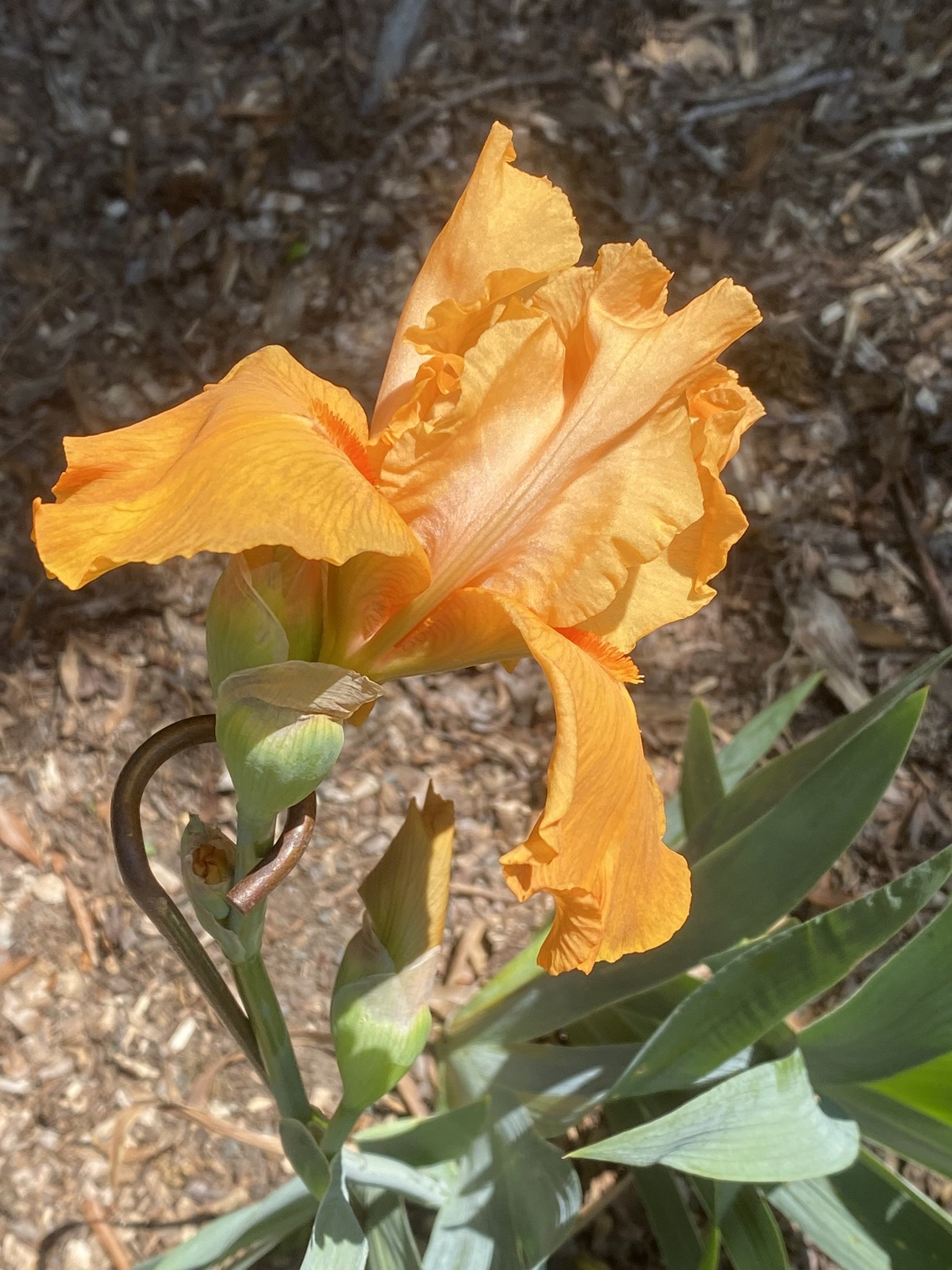 Iris — MapleWalk Garden